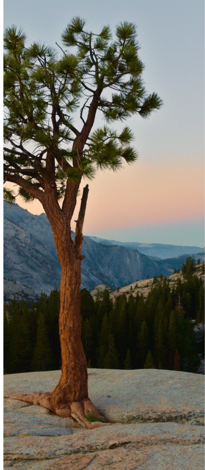 Lone Pine Vista of Northern California