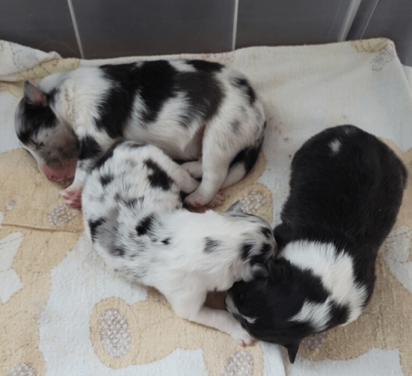 New born Sheltie puppies