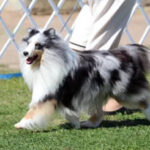 Blue merle Sheltie showing movement during a Conformation class