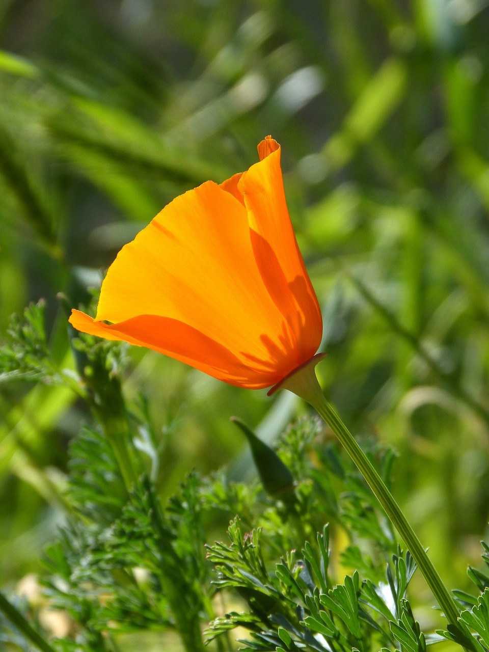 california poppy, orange flower, eschscholzia californica-2273938.jpg