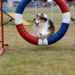 Blue merle Sheltie jumping tire in Agility class