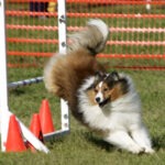 Sable Sheltie jumping on the agility course