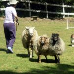 Sheltie heading sheep with handler assistance