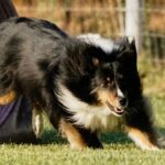 Tri-color Sheltie exiting a jump on the Agility course