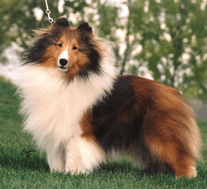 Sable Breed Color Example