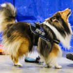 Sable Sheltie howling marking during a Scent Work trial