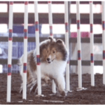 Sheltie in the middle of weave poles on the agility course