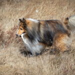 Sable Sheltie in field during Scent Work trial