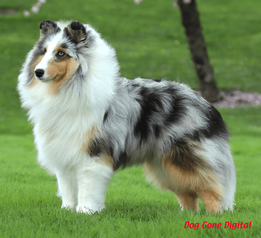 Blue Merle Breed Color Example
