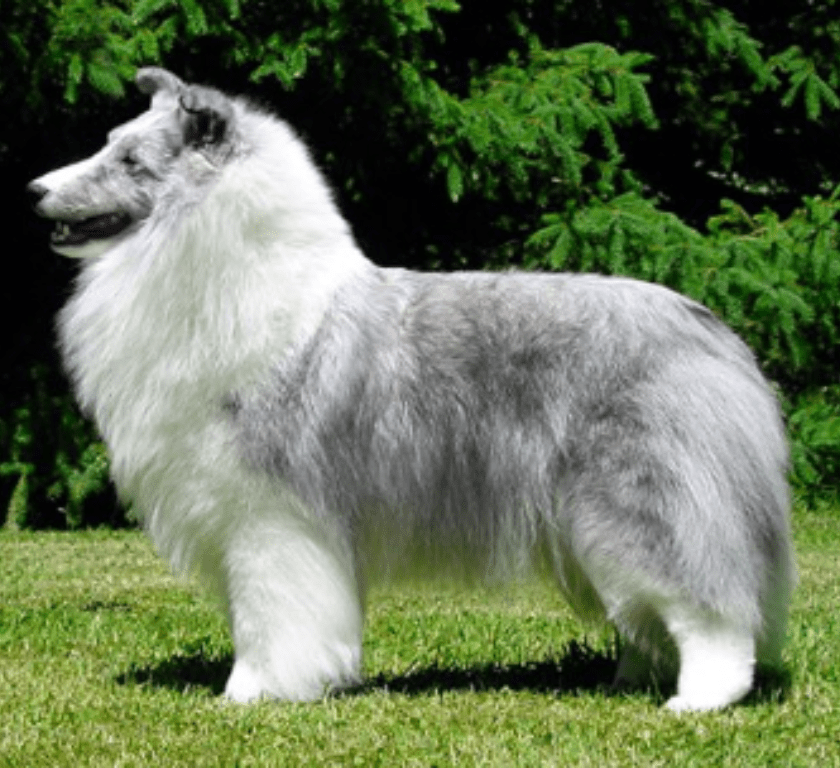 Bi-Blue Breed Color Example