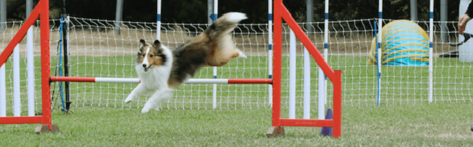 Phoenix Jumping on Agility Course