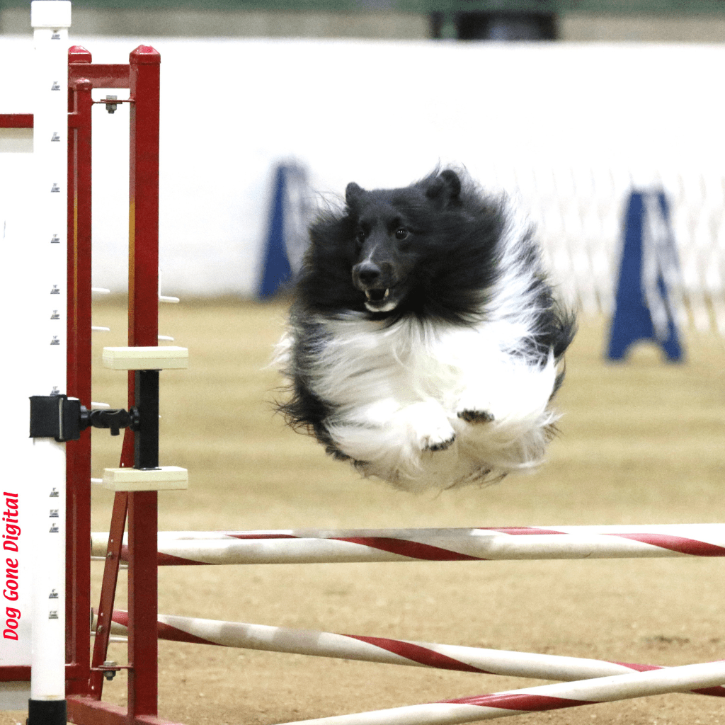 AKC Titles, Black and white sheltie jumping during agility course