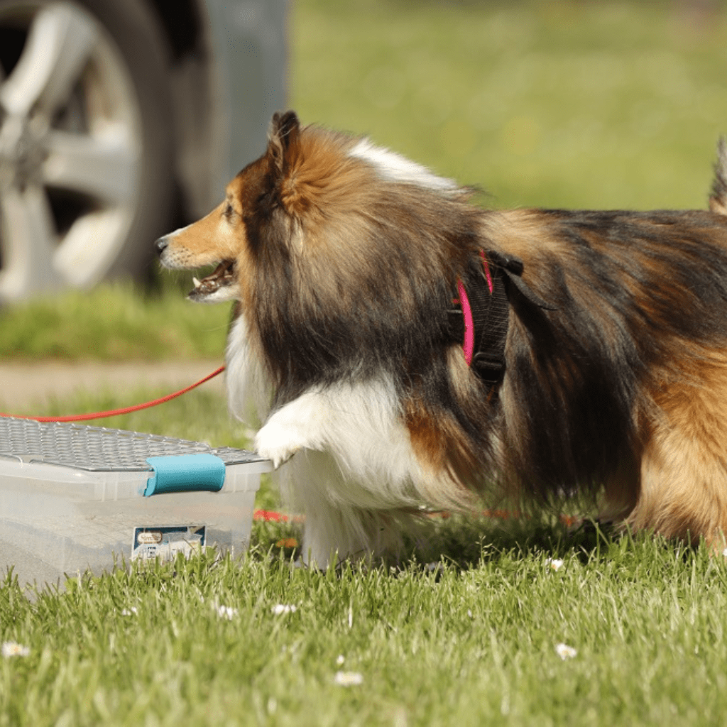 Awards and Achievements, sable sheltie ready for scent work exercise