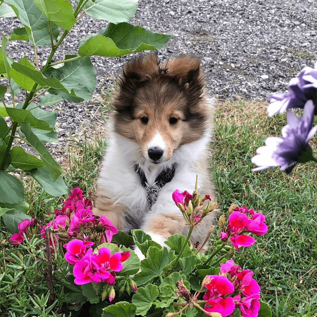 Club events, sable sheltie puppy among pink flowers
