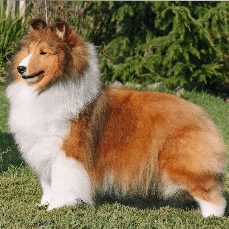 Sable Shelties Standing as Conformation Example