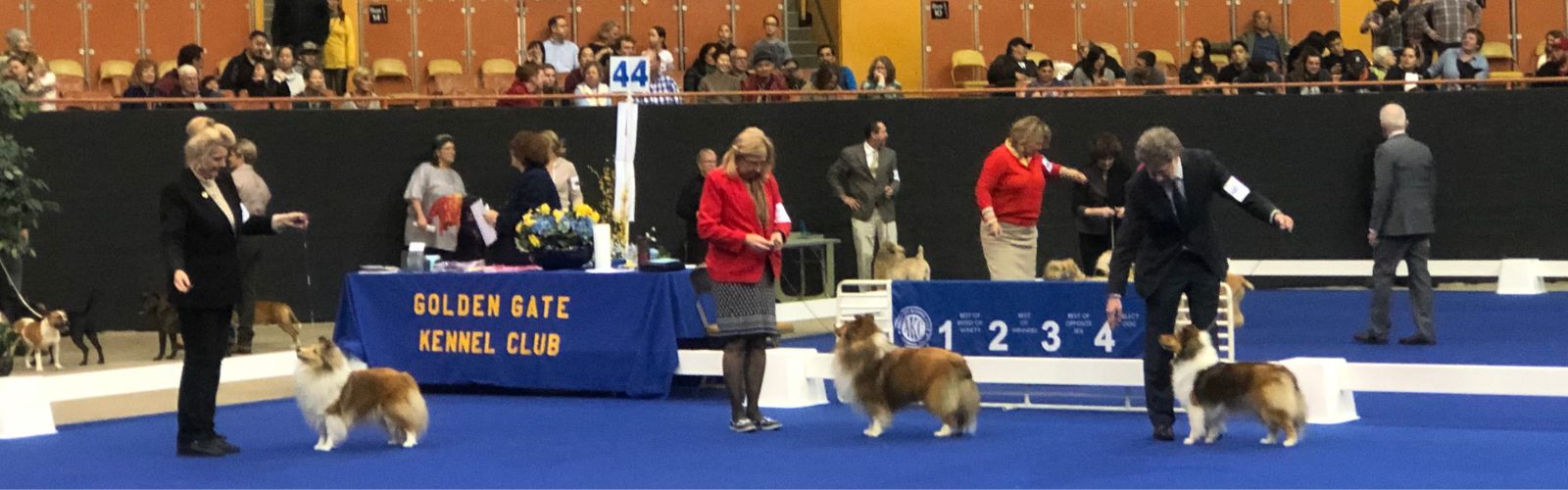 5 - Golden Gate Show - Shelties in Conformation Showring